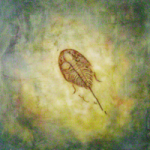 Trilobite encaustic painting