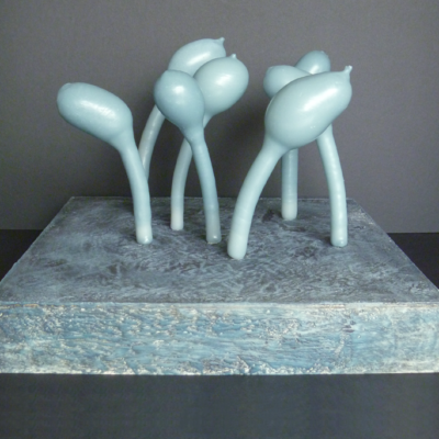 Arcyria Stipata (Slime Mold)