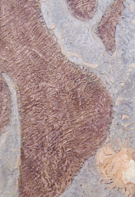 Encaustic painting title Martis Lorica a combination of Mars land images and stalagmite textures