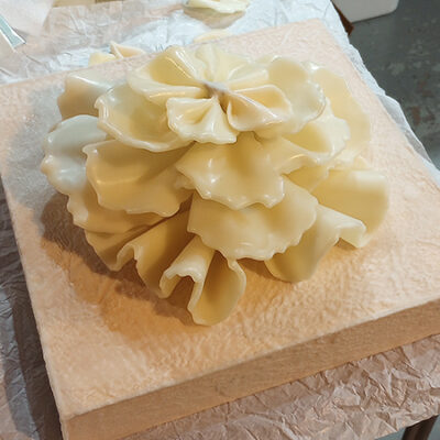 Large natural cabbage coral in process studio image